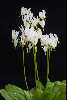 <em>Dodecatheon pulchellum</em> 'White Form'